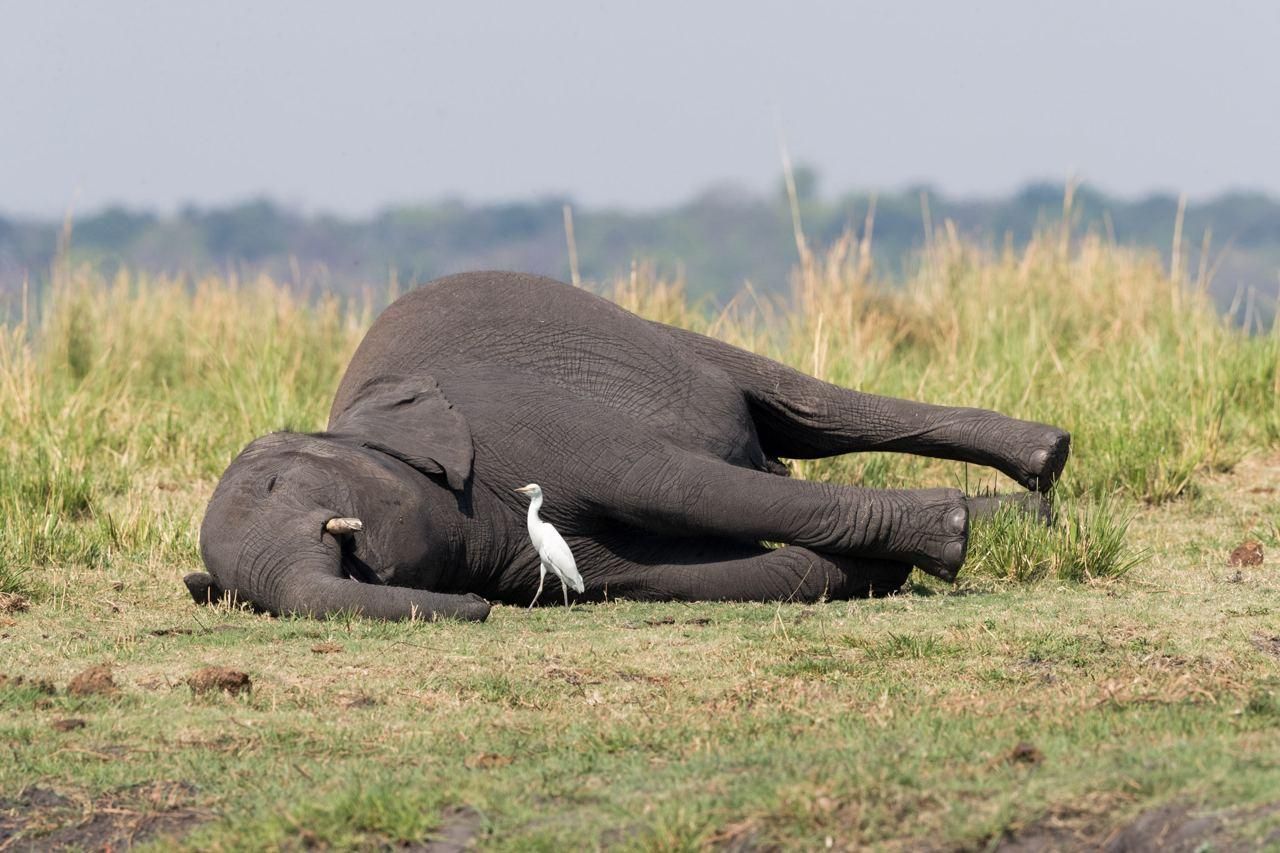Бессмысленные исторические ошибки с жуткими последствиями для животных Бессмысленные исторические ошибки с жуткими последствиями для животных