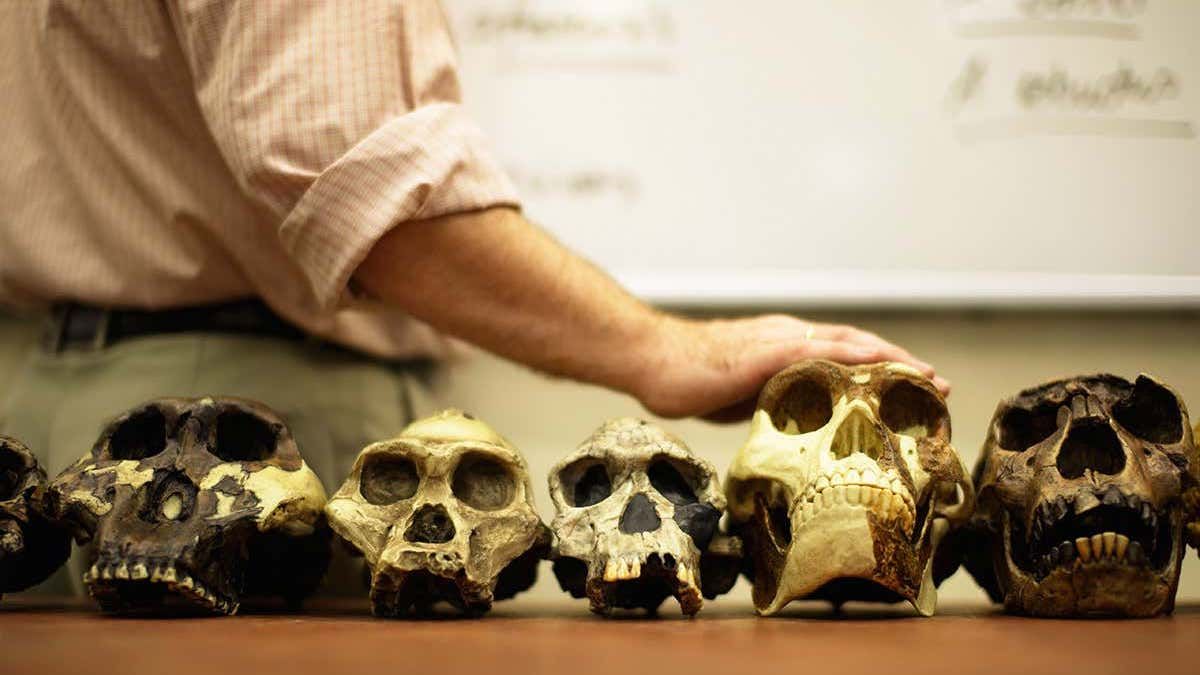 Почему первобытные люди не имели проблем с зубами Почему первобытные люди не имели проблем с зубами