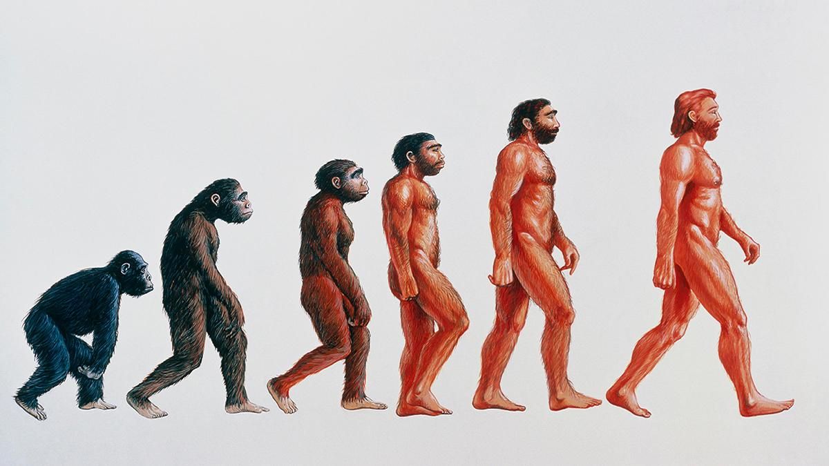 Почему люди начали ходить вертикально Почему люди начали ходить вертикально
