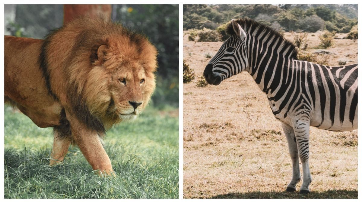 Лев чи зебра: пройди тест і дізнайся, що він розповість про тебе