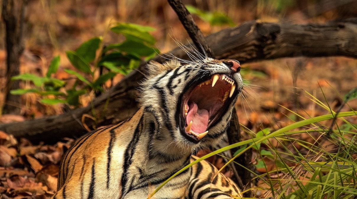 Дерево или тигр – интуиция или разум: психологический тест в фото