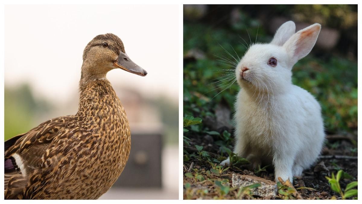 Кролик или утка, логика или эмоции: пройди психологический тест в фото Кролик или утка, логика или эмоции: пройди психологический тест в фото