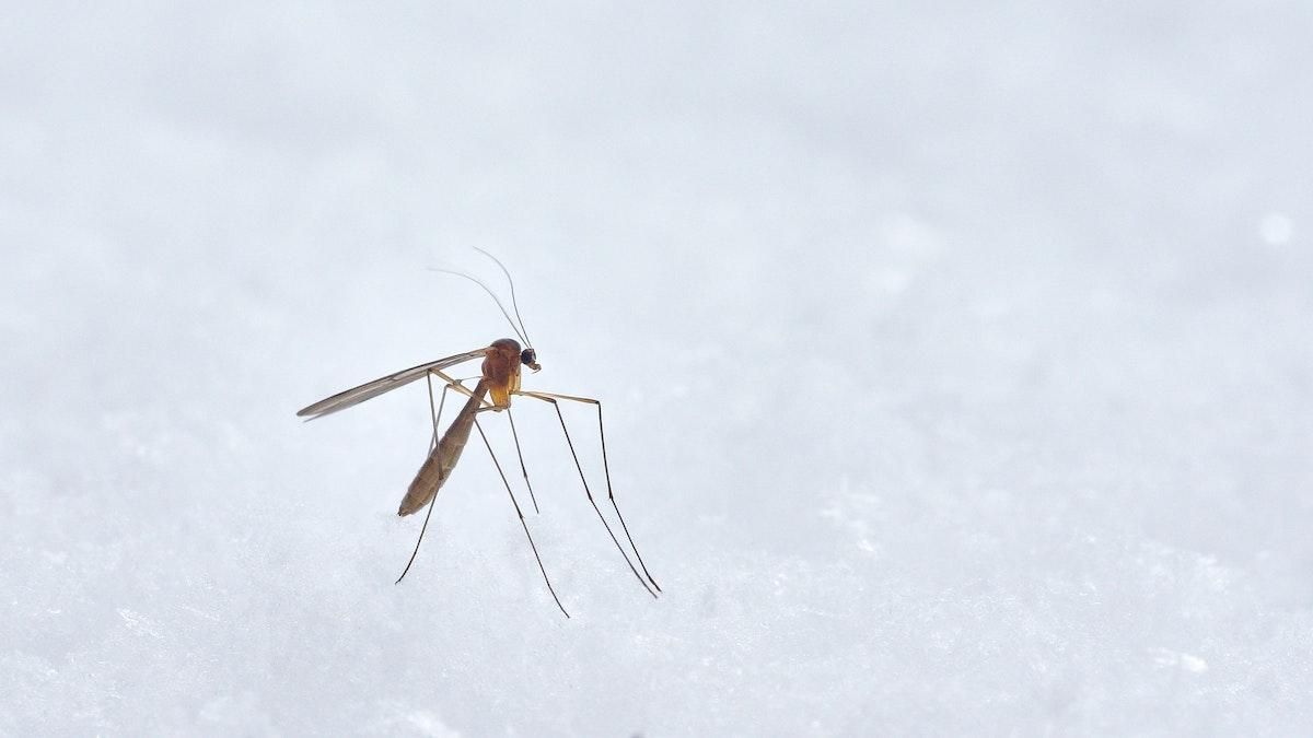 Как сделать спрей от насекомых в домашних условиях: простые рецепты Как сделать спрей от насекомых в домашних условиях: простые рецепты