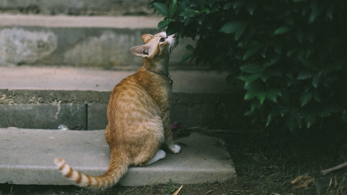 Як позбутися неприємних запахів вдома: прості способи - Men Як позбутися неприємних запахів вдома: прості способи - Men