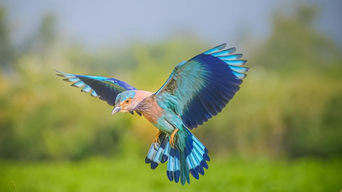 Как птицы пережили астероид, уничтоживший динозавров - Men Как птицы пережили астероид, уничтоживший динозавров - Men