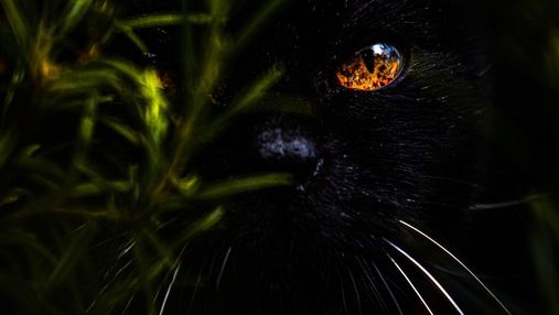 Кошачий зір: як людині розвинути здатність бачити у темряві