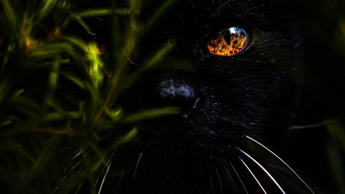 Кошачье зрение: как человеку развить способность видеть во тьме - Men