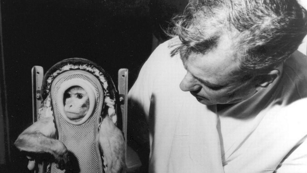 Перші серед перших: які тварини побували у космосі перед людьми, торуючи їм шлях - Men Перші серед перших: які тварини побували у космосі перед людьми, торуючи їм шлях - Men