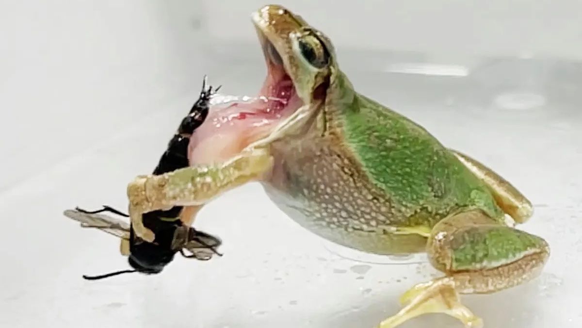 Самець оси захищається від хижаків пенісом та інші химерні наукові відкриття 2022 - Men Самець оси захищається від хижаків пенісом та інші химерні наукові відкриття 2022 - Men