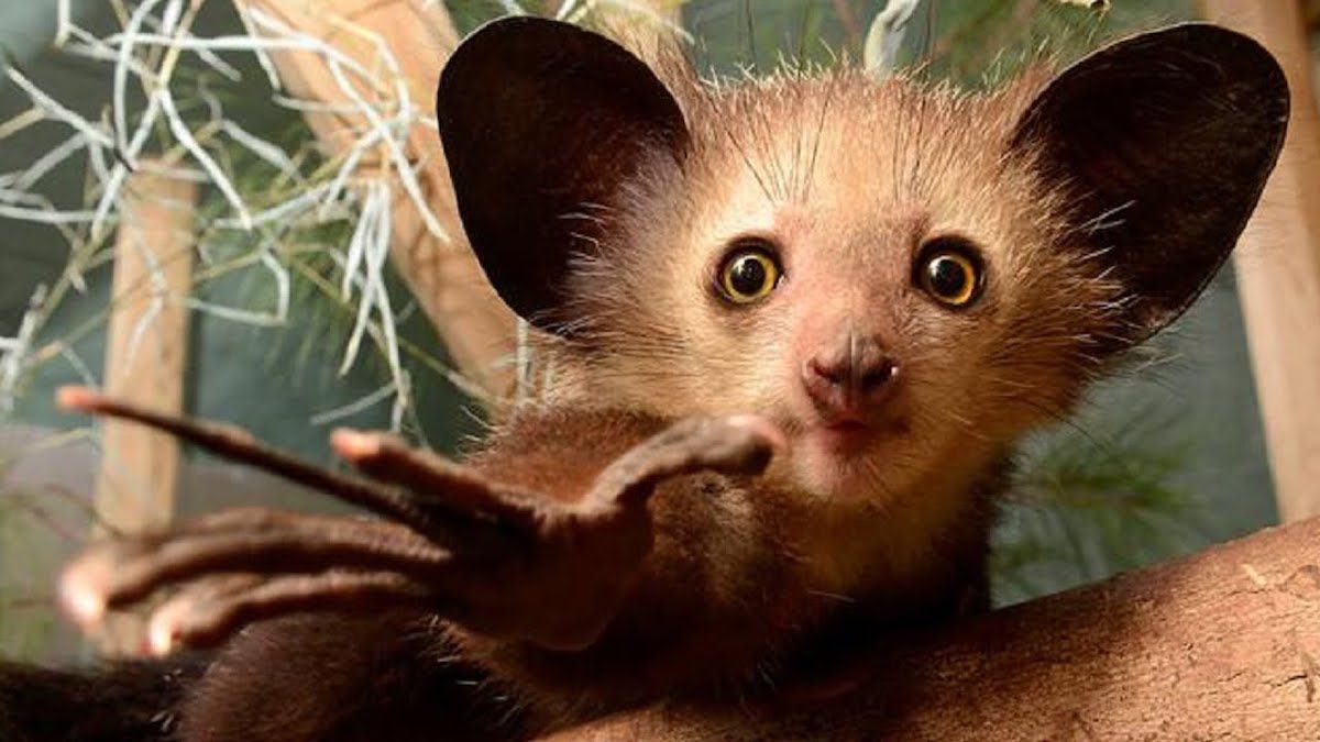 Як далеко може зайти палець, яким ти колупаєшся в носі та інші химерні наукові відкриття 2022 – Men Як далеко може зайти палець, яким ти колупаєшся в носі та інші химерні наукові відкриття 2022 – Men