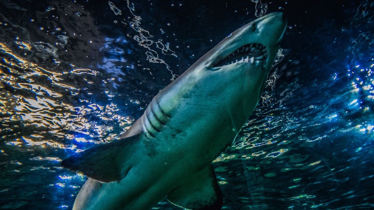 Найстрашніший напад акул в історії – як військові протистояли морським істотам - Men